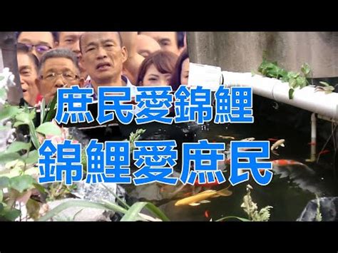 庶民錦鯉